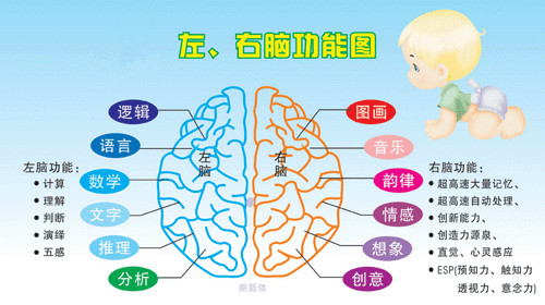 全脑开发直播课~报名中