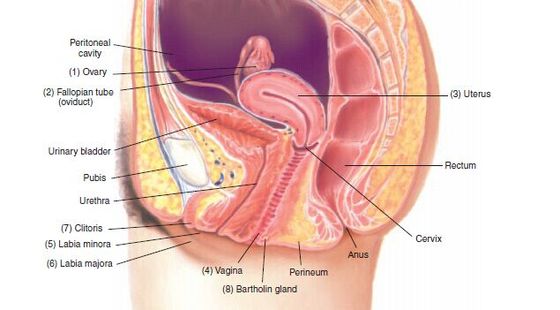 23章?產(chǎn)科評估