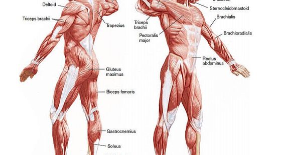 10章?骨骼肌肉系統(tǒng)