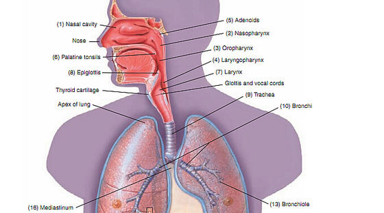 詞匯&nbsp;7章&nbsp;呼吸系統(tǒng)