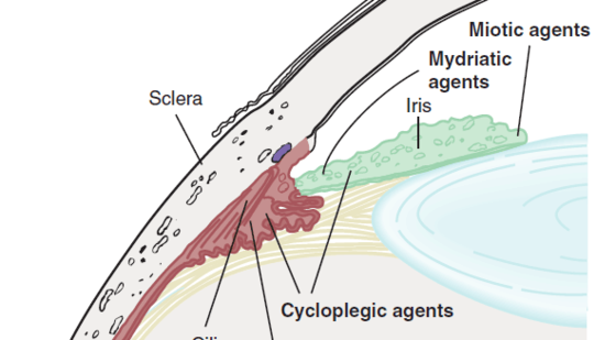 65章&nbsp;眼睛耳朵用藥