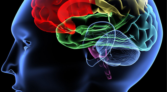 添翼ISPN/RN醫(yī)學(xué)詞匯課&nbsp;第十五章&nbsp;神經(jīng)系統(tǒng)&nbsp;Nervous&nbsp;System&nbsp;