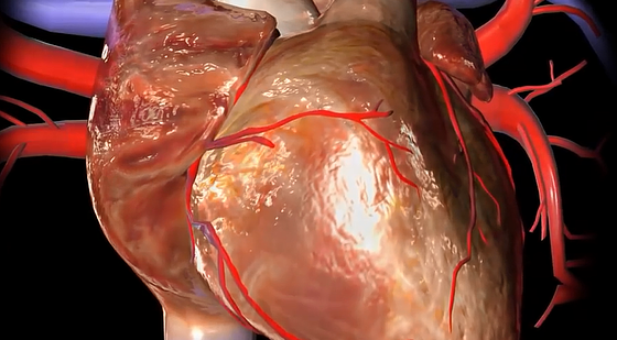 添翼ISPN/RN專業(yè)課&nbsp;61章&nbsp;心血管系統(tǒng)用藥