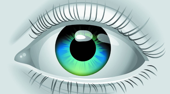 2017-2018年度醫(yī)學(xué)詞匯課&nbsp;第十二章&nbsp;眼睛