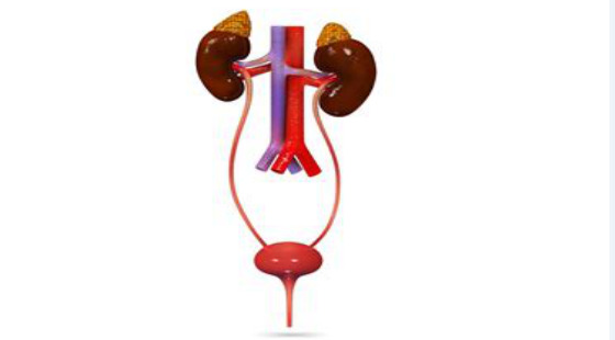 2018年暑期班&nbsp;第六章&nbsp;Urinary&nbsp;System