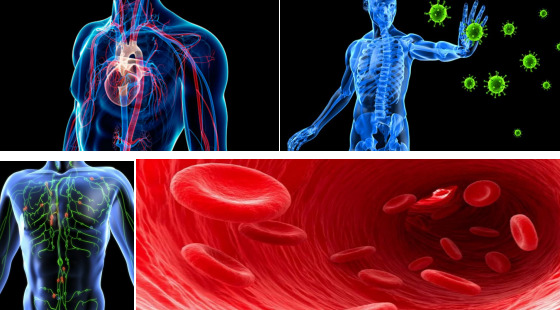 2018年暑期班&nbsp;第十章&nbsp;Cardiovascular、Immune、Lymphatic&nbsp;Systems&nbsp;&&nbsp;Blood