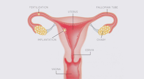 2018-2019年醫(yī)學(xué)詞匯課&nbsp;第八章
